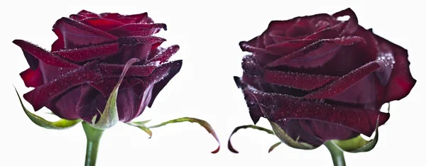 Макрозйомка Красивих Квітів — стокове фото