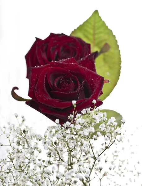 Makro Çekimi Güzel Çiçekler Için — Stok fotoğraf