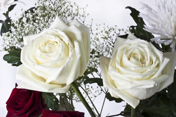 Czerwone i białe róże — Zdjęcie stockowe