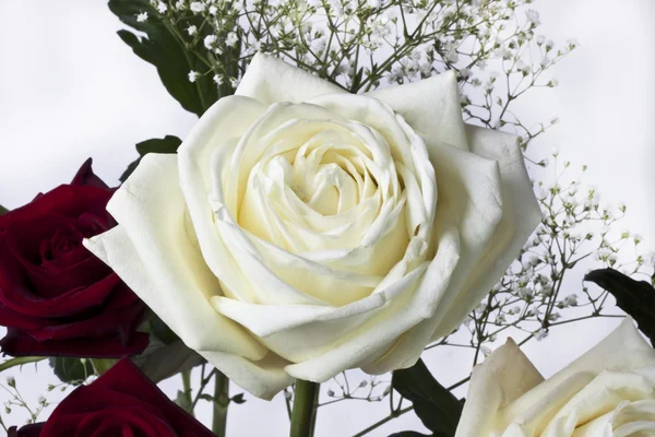 赤と白のバラ — ストック写真