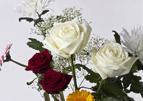 Červené a bílé růže — Stock fotografie