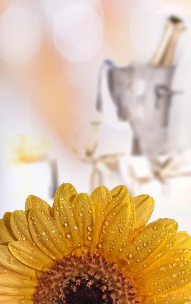 Gerbera and champagne — Stock Photo, Image