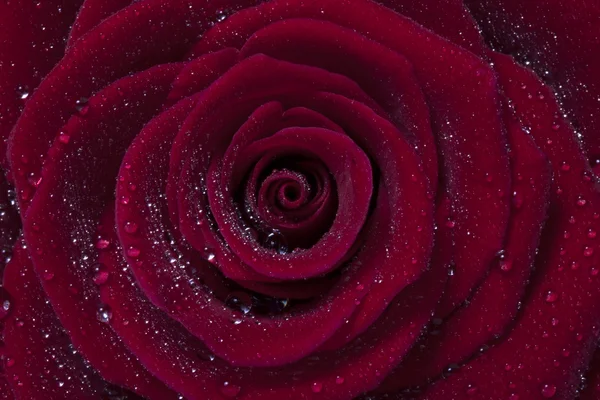 Makro Natáčení Pro Krásné Květy — Stock fotografie