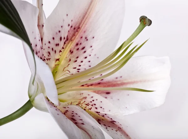 stock image Beautiful lily.