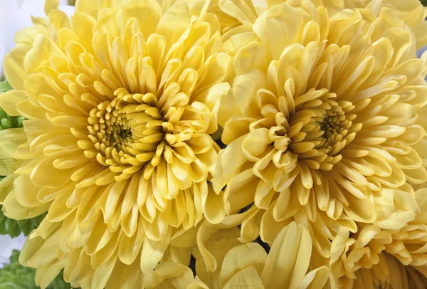 Beaux chrysanthèmes. — Photo