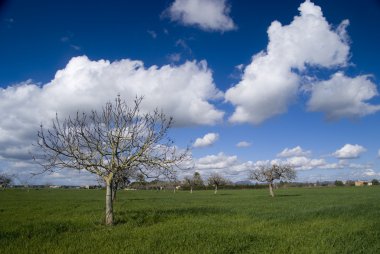 alaro, mallorca köyde çekilmiş fotoğrafı