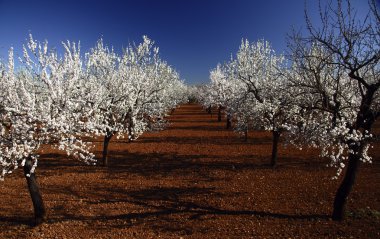 alaro, mallorca köyde çekilmiş fotoğrafı