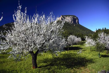 Photograph taken in the village of Alaro, Mallorca clipart