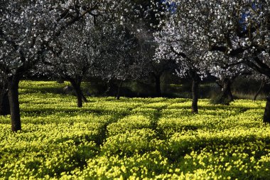 alaro, mallorca köyde çekilmiş fotoğrafı