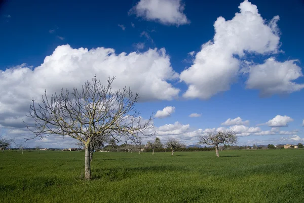 stock image Photograph taken in the village of Alaro, Mallorca