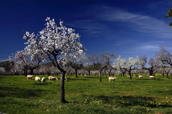 stock image Photograph taken in the village of Alaro, Mallorca