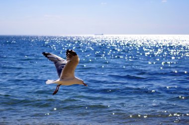 Sea gull with food at the ocean clipart