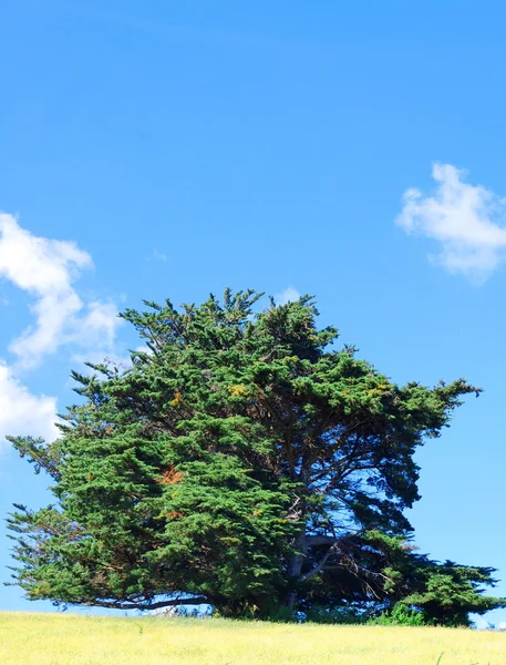 stock image Green tree