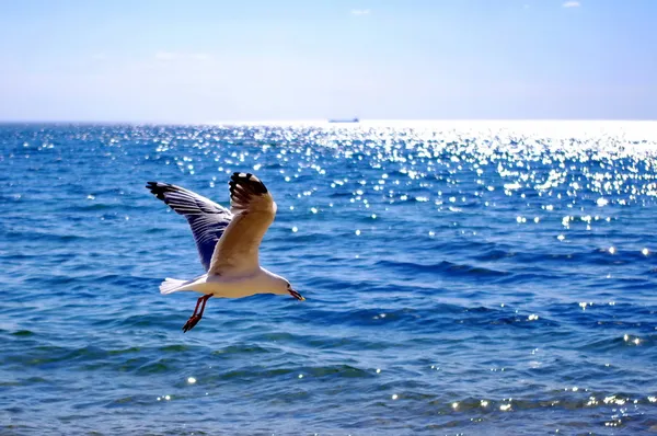 stock image Sea gull