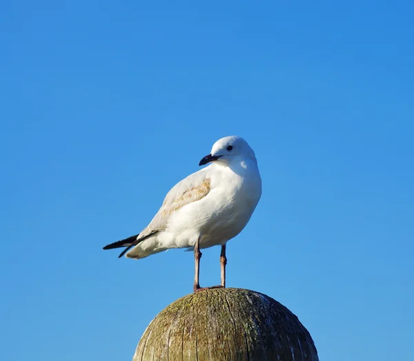 stock image Seagull