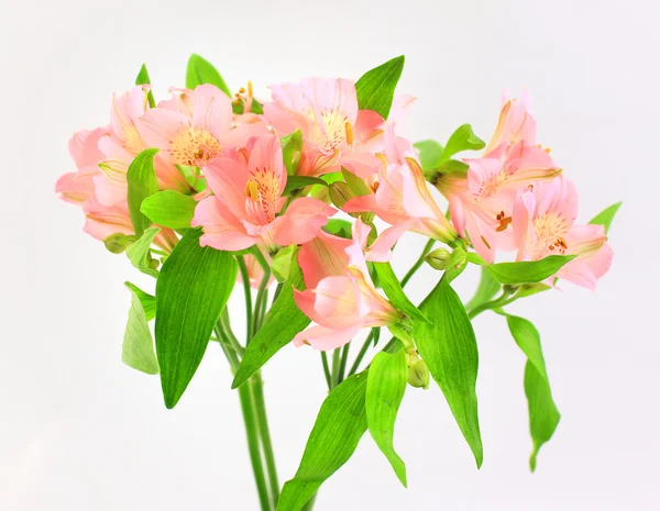 Rosa flores lirio aislado sobre blanco — Foto de Stock