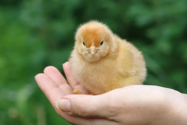 stock image Chicken sitting on a human palm