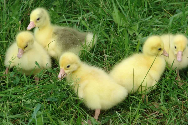 stock image Five newly born goslings are feeding in the grass