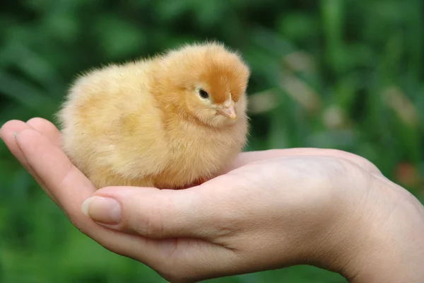 stock image Chicken on a palm