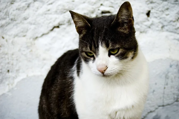 stock image Grey and white cat whit white wall