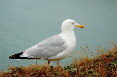 martı gri beyaz deniz