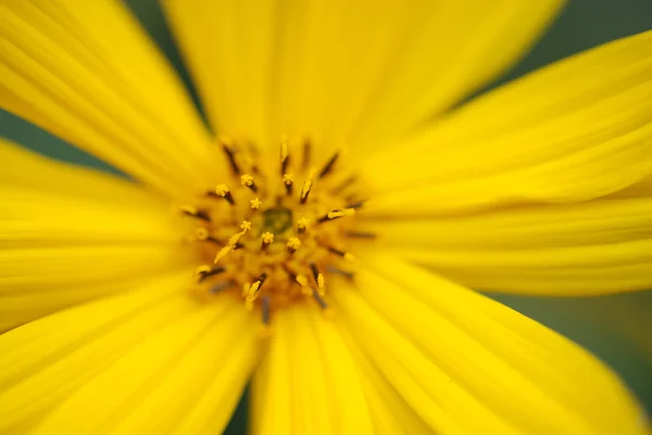 stock image Flower