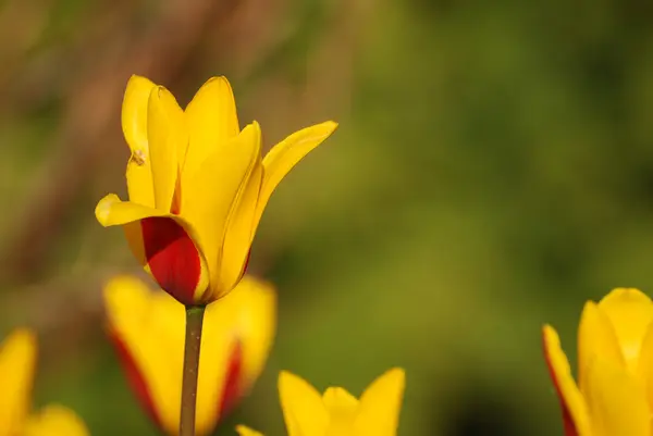 stock image Flowers