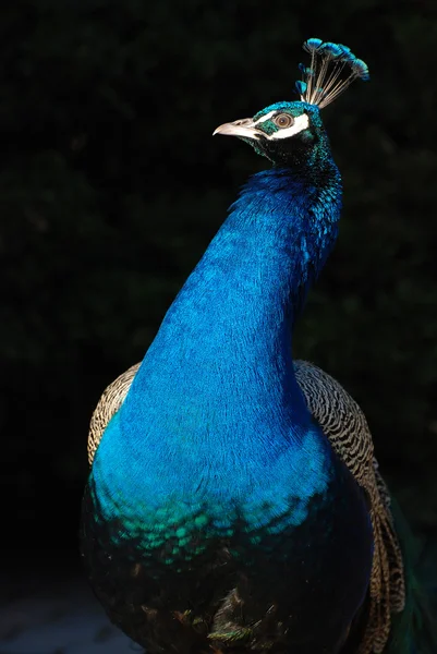 Peacock Stock Picture