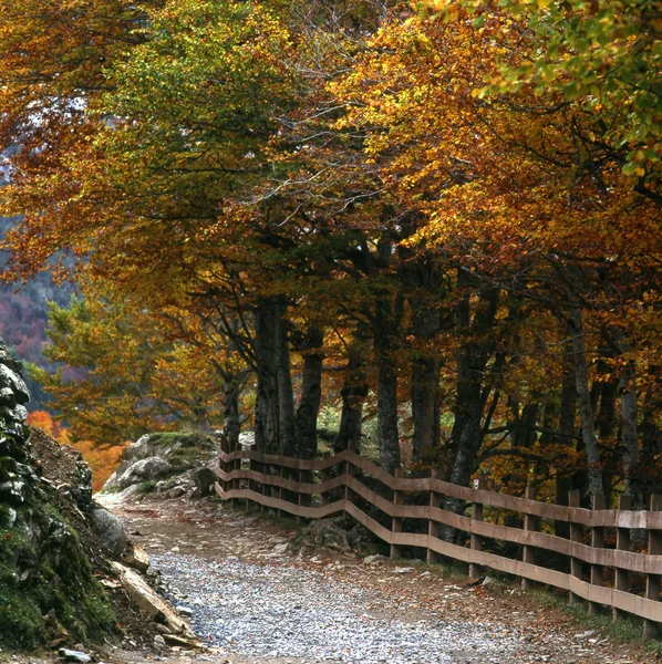 stock image Road with fence and trees autumnal