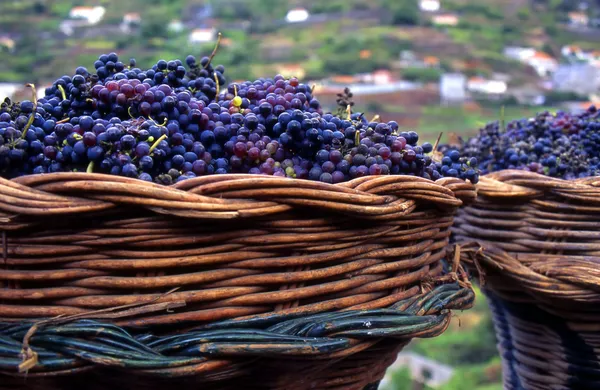 Korb Mit Lila Trauben Für Die Weinbereitung Auf Madeira — Stockfoto