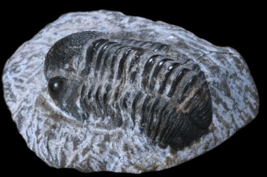 Trilobite prehistoric fossil in a black isolated background clipart