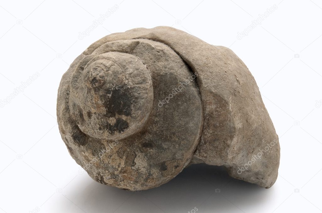 Fossilized mollusk (isolated with clipping path)