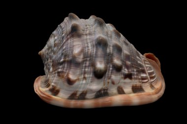 cypraecassis rufa büyük deniz salyangoz, Aile tonnidae içinde bir deniz gastropod yumuşakça bir türdür. siyah arka planda izole.