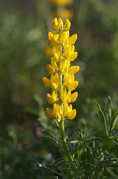 stock image Flowering lupine plant