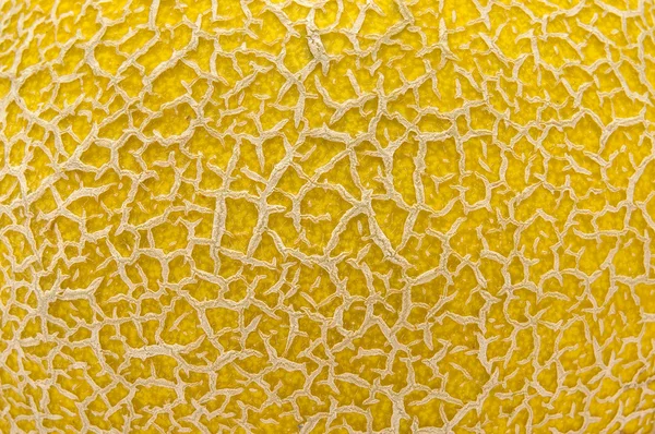 Melon texture — Stock Photo, Image
