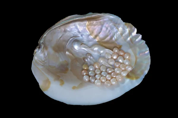 Pink Abalone Scientific Name Haliotis Corrugata Species Large Edible Sea — Stock Photo, Image