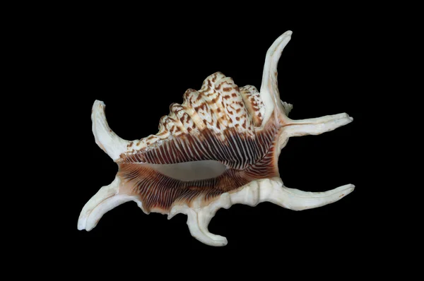 Lambis chiragra arthritica seashell — Stock Photo, Image