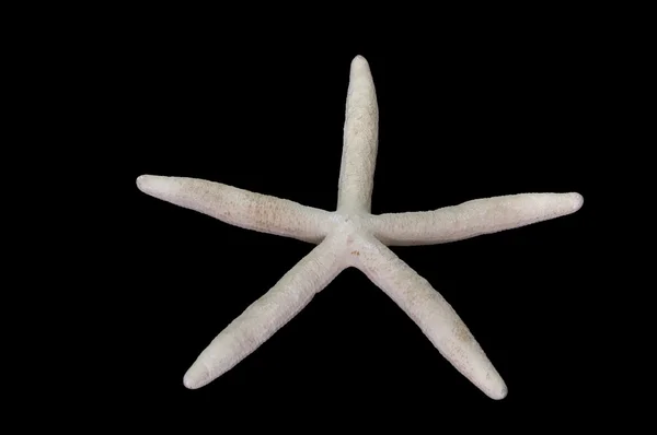 Linckia laevigata deniz yıldızı — Stok fotoğraf
