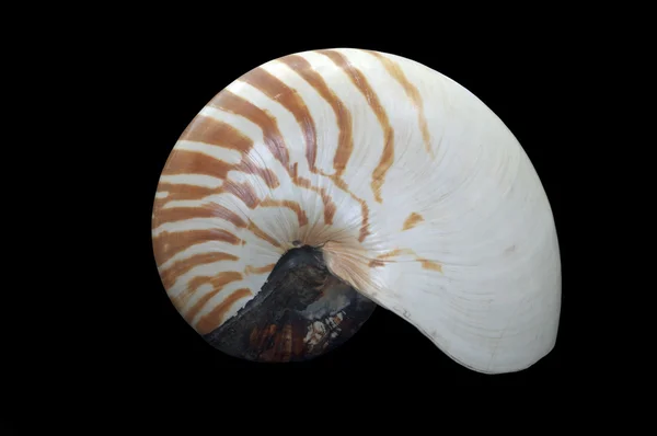 Nautilus Common Name Marine Creatures Cephalopod Family Nautilidae Sole Extant — Stock Photo, Image
