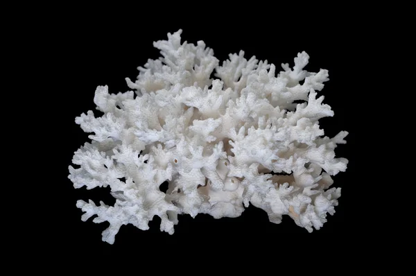 Koralen Zijn Mariene Organismen Klasse Bloemdieren Van Stam Cnidaria Typisch — Stockfoto