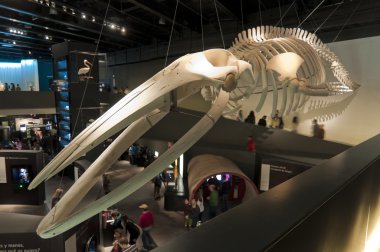 Whale skeleton clipart