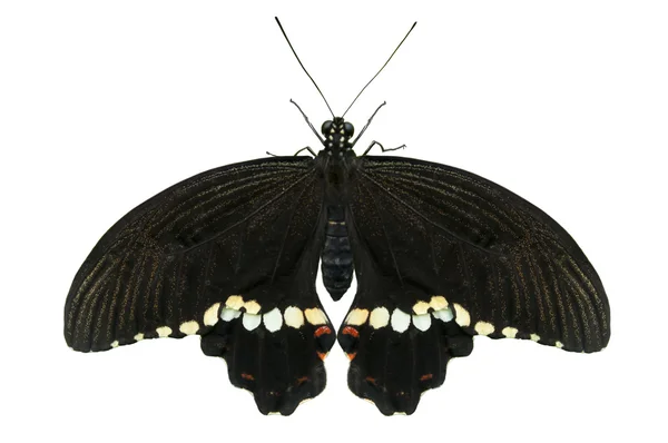 검은 나비 — 스톡 사진