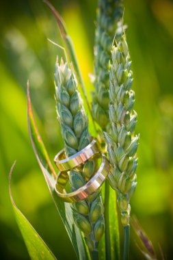 Closeup of gold wedding rings on a wheat stalk clipart