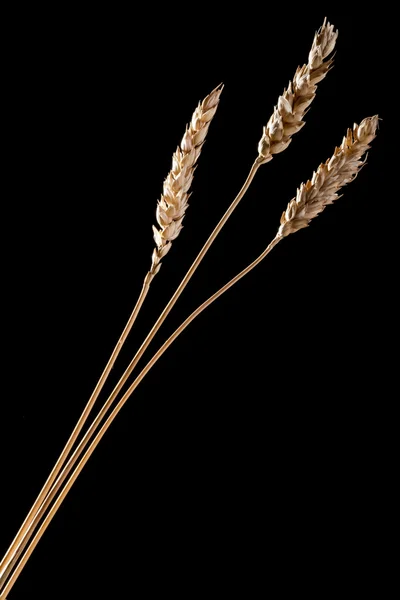 Grains — Stock Photo, Image