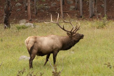 Bull Elk clipart