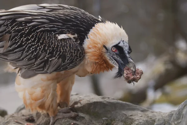 stock image Close up of a Bearded Vulture