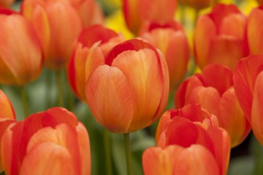 Field of orange tulips clipart