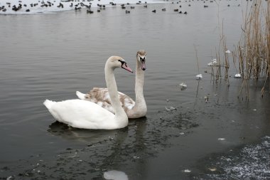 su iki kuğu buz kaplı