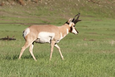 Pronghorn Antelope clipart