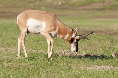 pronghorn antilop